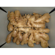 Anqiu Air Dry Ginger / Vegetable